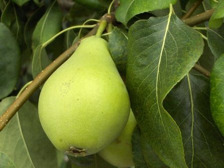 growing pear tree from seed pear3