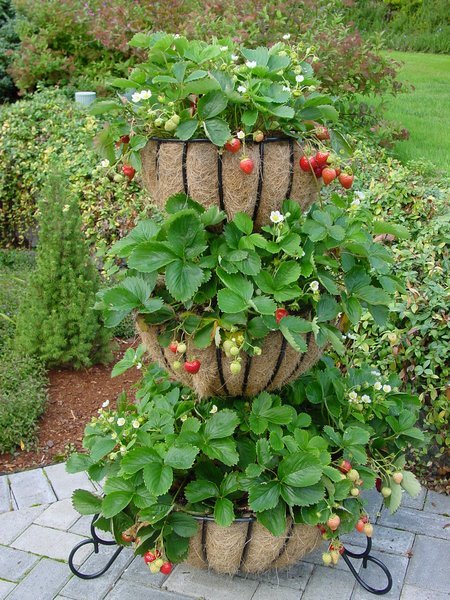 strawberries-containers