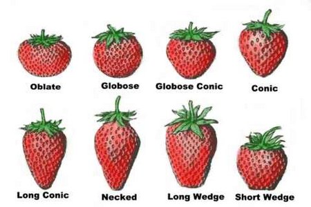 strawberry-varieties