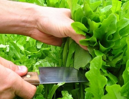 lettuce-harvesting