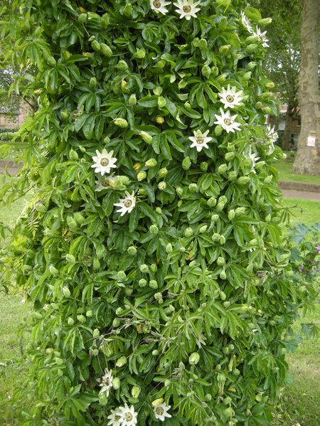 passiflora-caerulea2