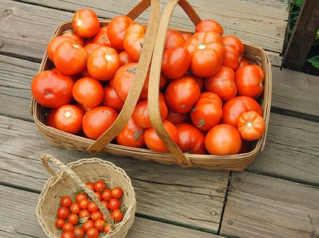 indoor-tomatoes