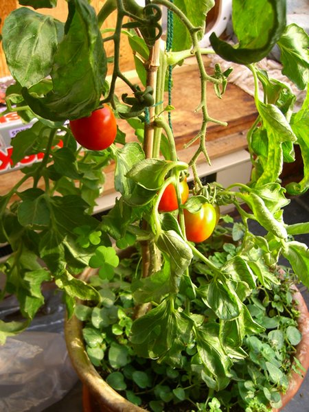 indoor-tomatoes1