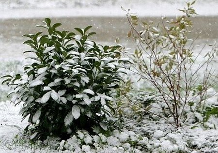 winter-garden1