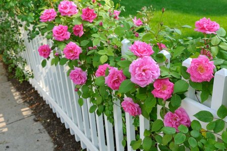 roses'fence