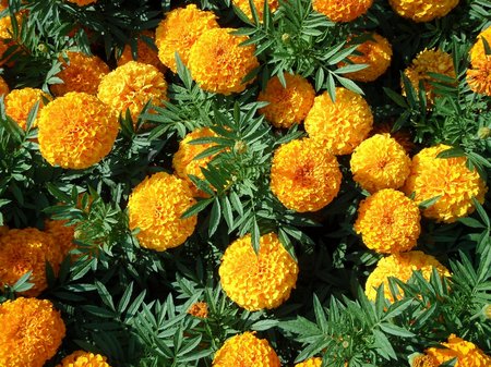 african-marigolds
