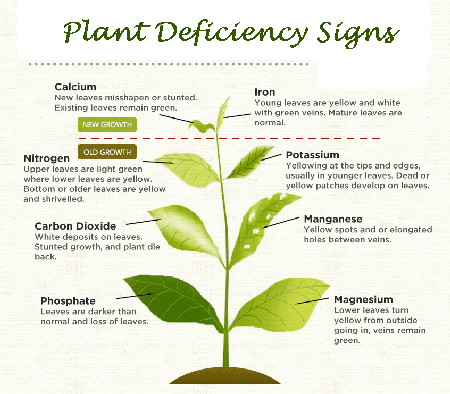 plant-feeding-deficiency