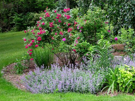 organic-rose-gardening