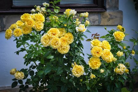 roses-yellow