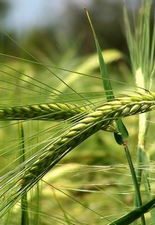 healthy-wheat