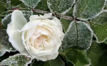 frost-roses