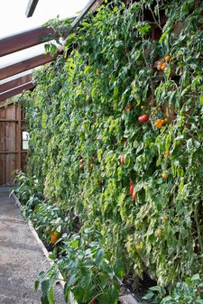 espalier tomato plants