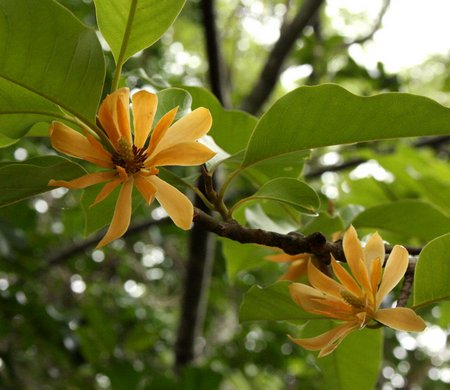 magnolia-champaca
