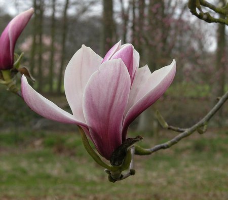 magnolia-pickardsschmetterling