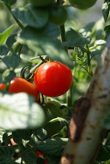 climbing tomato plants