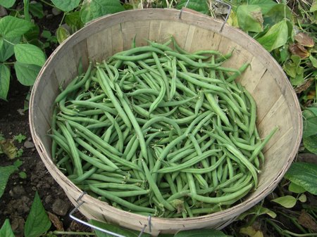 bush-beans3