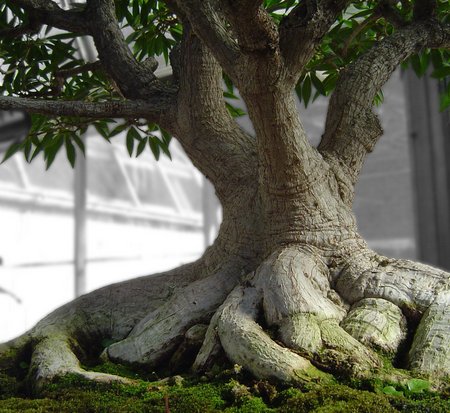 bonsai-tree4