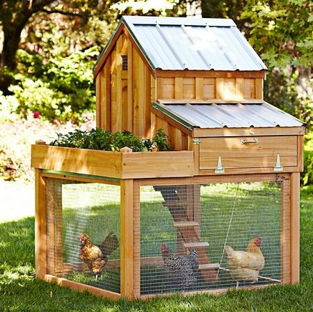 chicken-coop