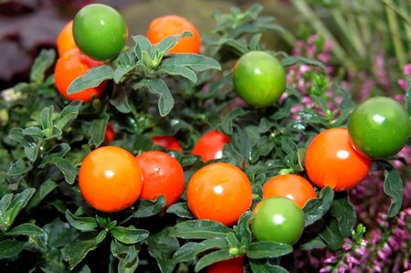 Solanum pseudocapsicum1