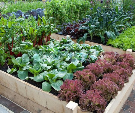 urban gardening raised vegetable beds