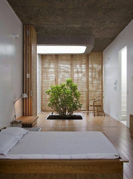 indoor-bonsai2