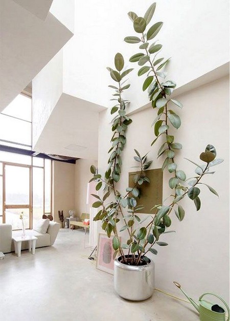 Indoor-plants10