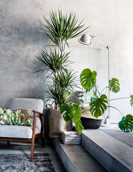 Indoor-plants9