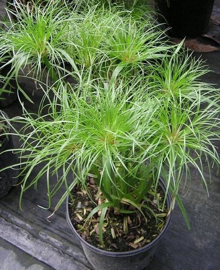 Cyperus2