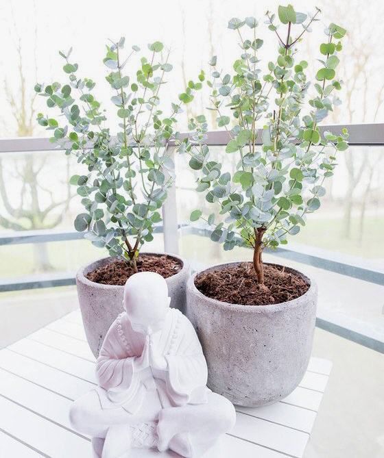 Growing eucalyptus indoors