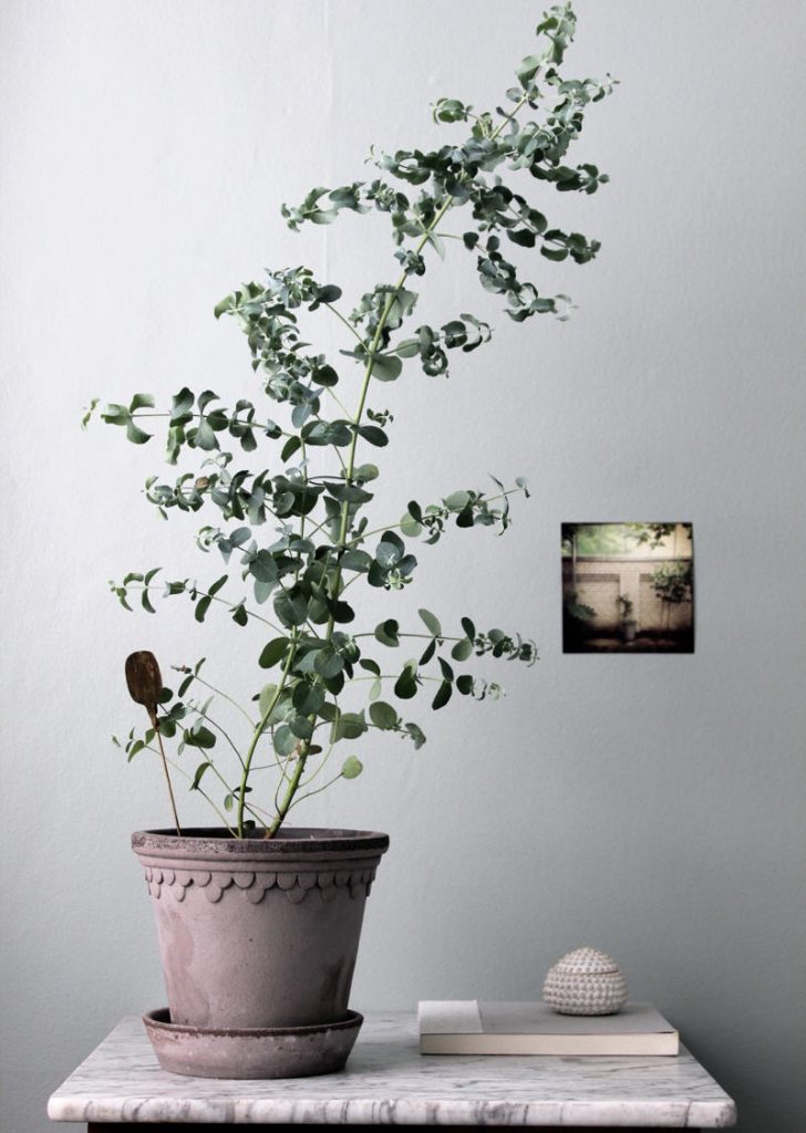 eucalyptus plant indoor