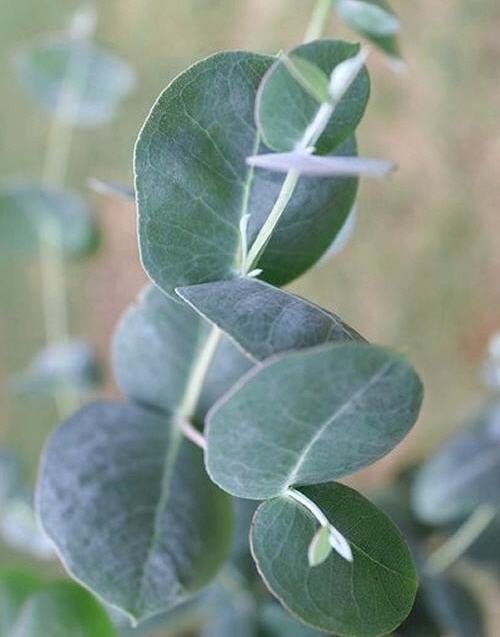 eucalyptus gunnii