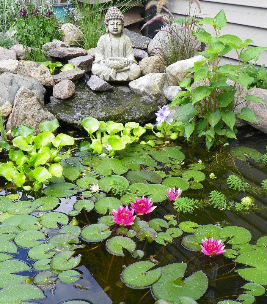 Lotus Flowers for Your Garden Pond